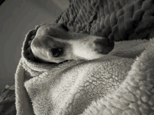 a dog is wrapped in a blanket and looking at the camera