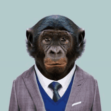 a chimpanzee wearing a suit and tie is standing in front of a blue background .