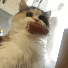 a cat is holding a hot dog in its mouth and looking at the camera .