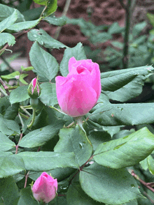 a close up of a pink flower with green leaves