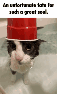 a cat in a bathtub with a red cup on its head with the caption an unfortunate fate for such a great soul