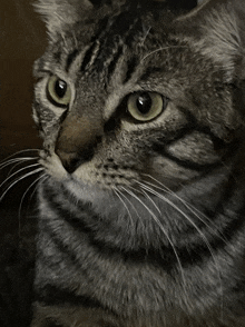 a close up of a cat 's face and whiskers