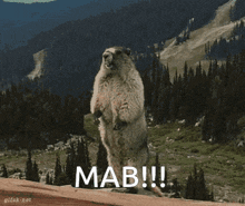 a marmot is standing on its hind legs with the word mab written on the bottom