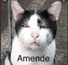 a black and white cat with the word amende on it .