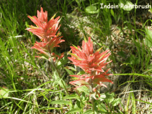 a close up of a flower with the words indain paintbrush written below it