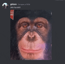 a picture of a chimpanzee with the name gelaze in the corner