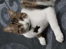 a brown and white cat is laying on a blanket