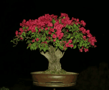 a bonsai tree with red flowers and green leaves in a brown pot