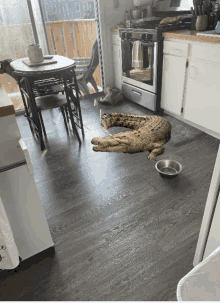 a crocodile laying on the floor in a kitchen next to a bowl of water