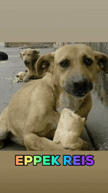 a dog laying on the ground with a piece of food in its mouth and the words eppek reis above it