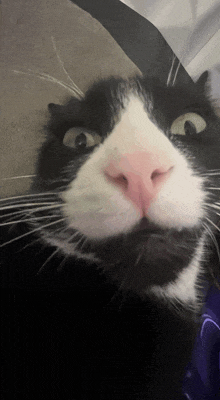 a black and white cat with a pink nose and white whiskers