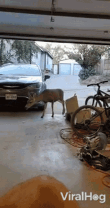 a deer is standing in a garage next to a car with a license plate that says aa - 4580