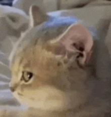 a close up of a cat laying down on a bed .