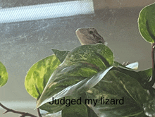 a lizard is sitting on a green leaf with the words judged my lizard below it