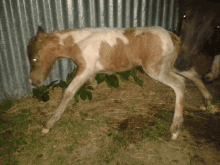 a brown and white horse is standing in the grass near a metal wall