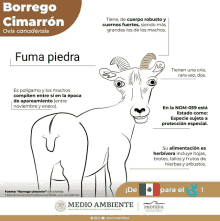 a poster with a picture of a goat and the words fuma piedra