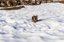 a small brown dog is running through the snow