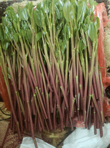 a bunch of purple stems with green leaves on them