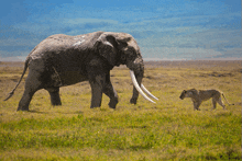 an elephant and a lioness walking in the grass