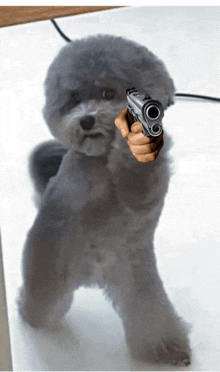 a small gray dog is pointing a gun at someone