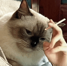 a person is smoking a cigarette while a cat looks on