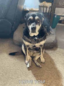 a dog sitting on a pillow with the words " i love you " written below it