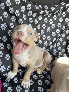 a puppy is yawning while laying on a black and white paw print blanket