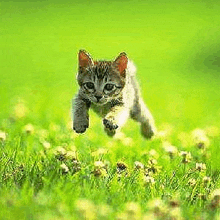 a kitten is jumping through a grassy field .