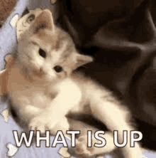 a kitten is laying on a bed with the words `` what is up '' .