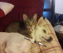 a cat and a dog are laying on a bed together