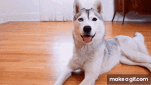 a husky dog is laying on a wooden floor with its tongue out