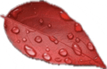 a red leaf with water drops on it .