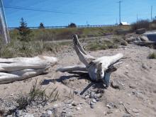 a large piece of driftwood is laying in the sand on a beach