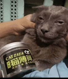 a person is petting a cat next to a jar that says cat zaza