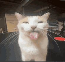 a cat sticking its tongue out in front of a ping pong table