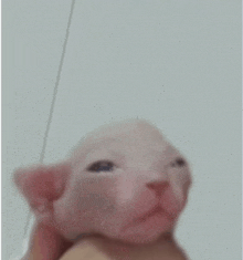 a person is holding a hairless kitten in their hand .