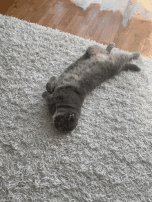 a cat laying on its back on a carpet