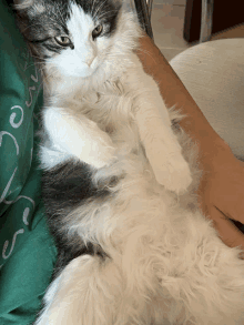 a cat laying on a person 's lap with a green shirt on