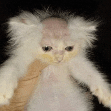 a kitten with a bald head is being held by a person