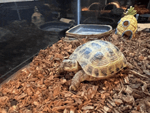 a small turtle is sitting on a pile of wood chips next to a pineapple house