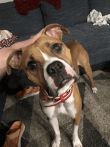 a brown and white dog wearing a red collar is looking at the camera