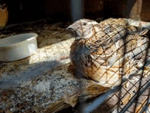 a quail is sitting on a rock in a cage with a bowl of water in the background .