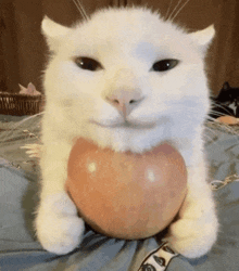 a white cat is holding a heart shaped apple in its paws .