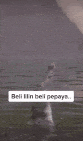 a picture of a crocodile jumping out of the water with the words beli lilin beli pepaya