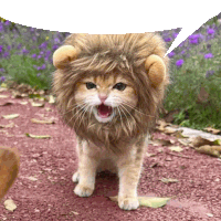 a cat wearing a lion costume with a speech bubble