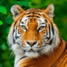 a tiger is looking at the camera with a green background .