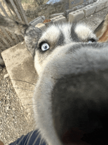 a close up of a husky 's nose with blue eyes