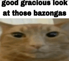 a close up of a cat 's face with the caption good gracious look at those bazongas