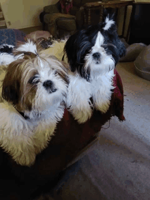 two shih tzu dogs laying on a red blanket on a couch