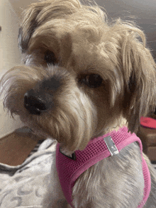 a small brown and white dog wearing a pink harness looks at the camera